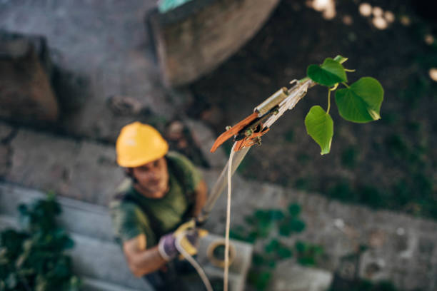 Best Hazardous Tree Removal  in , IA